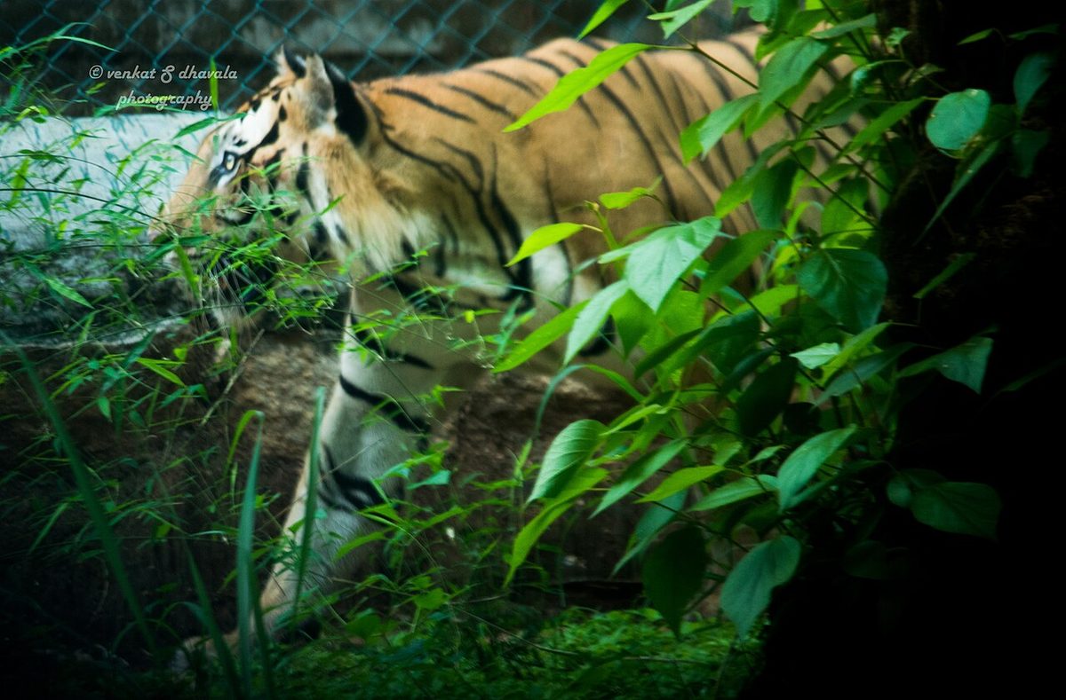 Bannerghatta Biological Park, Bangalore