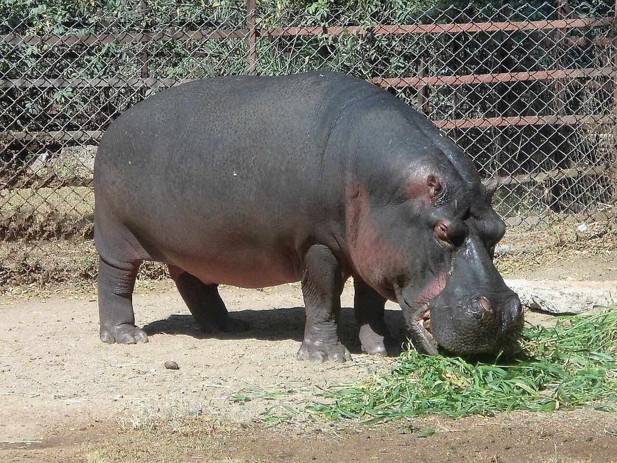 Nehru Zoological Park, Hyderabad